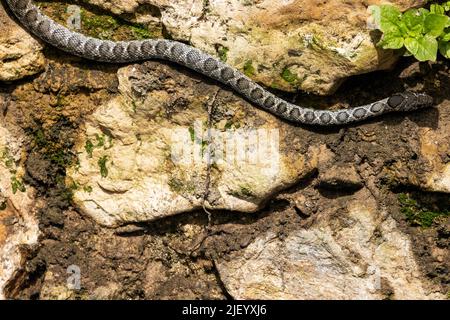 Horse Whip Snake sah, wie sie eine Wand entlang des trocknenden Flussbetts des Rio Jate, La Herradura, Almuneca, Andalusien, Spanien umarmte. 20.. Juni 2022 Stockfoto