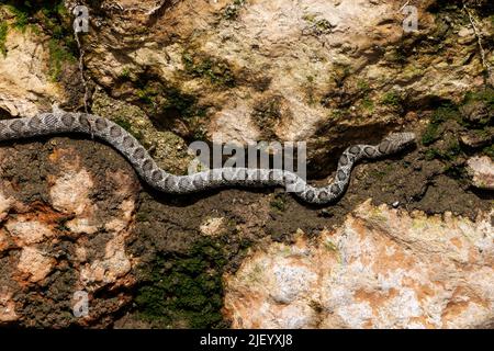 Horse Whip Snake sah, wie sie eine Wand entlang des trocknenden Flussbetts des Rio Jate, La Herradura, Almuneca, Andalusien, Spanien umarmte. 20.. Juni 2022 Stockfoto