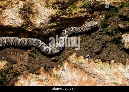 Horse Whip Snake sah, wie sie eine Wand entlang des trocknenden Flussbetts des Rio Jate, La Herradura, Almuneca, Andalusien, Spanien umarmte. 20.. Juni 2022 Stockfoto