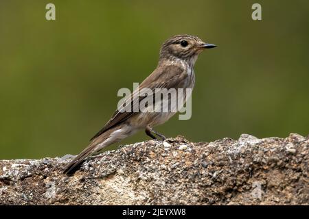 Gefleckter Fycatcher am Ufer des Rio Jate, Almuneca, Andalusien, Spanien. 10. Mai 2022 Stockfoto