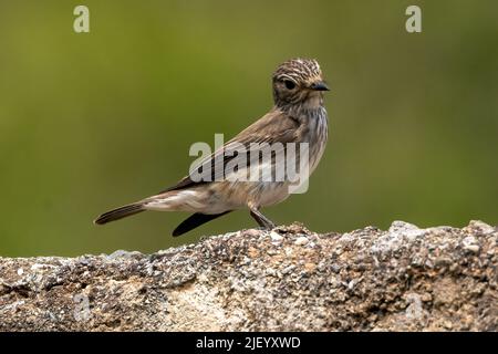 Gefleckter Fycatcher am Ufer des Rio Jate, Almuneca, Andalusien, Spanien. 10. Mai 2022 Stockfoto