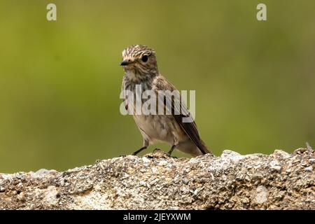 Gefleckter Fycatcher am Ufer des Rio Jate, Almuneca, Andalusien, Spanien. 10. Mai 2022 Stockfoto