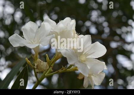Ein helles, schönes Bild eines weißen Oleander. Stockfoto