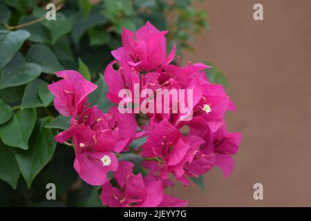 Wunderschöne Bougainvillea-Blüten. Stockfoto