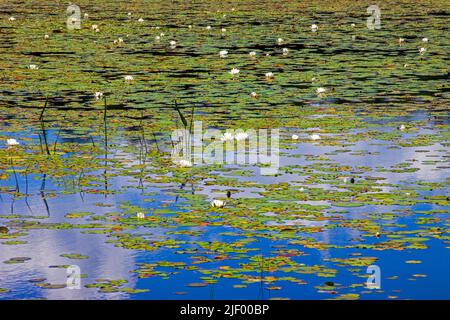 Die Küstenzone auf einem 422 Hektar großen Promised Land Lake auf dem Pocono Mountai in Pennsylvania Stockfoto