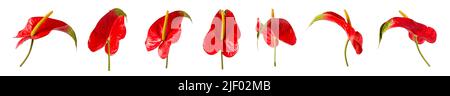 Zwei Farben Anthurium Blumen, auch bekannt als Rückenblume, Flamingo und Lakeleaf, rot und grün Blumen isoliert auf weißem Hintergrund Stockfoto