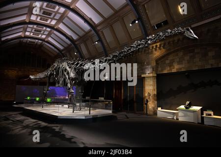 Ein Diplodocus-Skelett, liebevoll bekannt als Dippy, wird an einem neuen Ort im Natural History Museum in London ausgestellt. Stockfoto