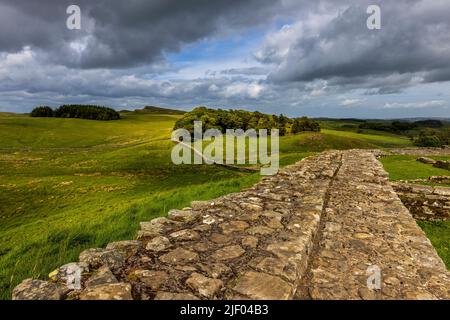 Blick nach Osten entlang der Hadrianmauer von den Verteidigungsmauern des römischen Forts Housesteads (Vercovicium), Northumberland, England Stockfoto