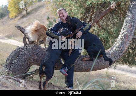 Ein Mann und seine Haustiere. Ein erwachsenes Männchen, das auf dem Stamm einer Kiefer sitzt. Seine drei Hunde klettern in seine Arme. Zwei Rottweiler und ein rotes Weibchen mischen sich Stockfoto