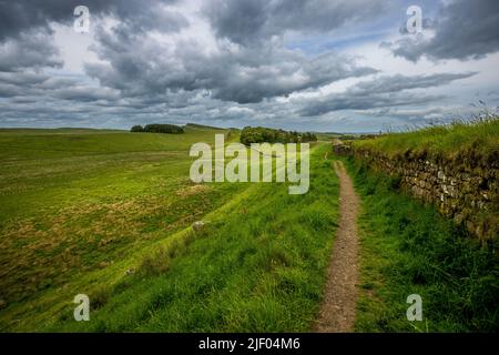 Blick nach Osten entlang der Ruinen der Hadrianmauer, während sie sich den Verteidigungsmauern des römischen Forts Housesteads (Vercovicium), Northumberland, England, nähert Stockfoto