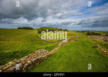 Blick nach Osten entlang der Hadrianmauer von den Verteidigungsmauern des römischen Forts Housesteads (Vercovicium), Northumberland, England Stockfoto