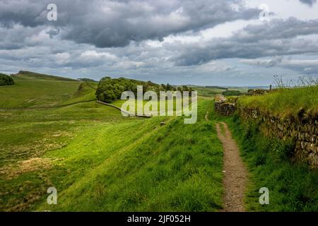 Blick nach Osten entlang der Ruinen der Hadrianmauer, während sie sich den Verteidigungsmauern des römischen Forts Housesteads (Vercovicium), Northumberland, England, nähert Stockfoto