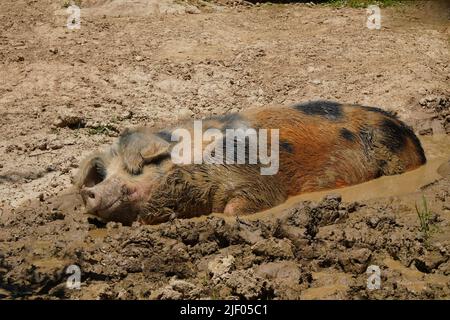 Hausschwein schwelt im Schlamm Stockfoto