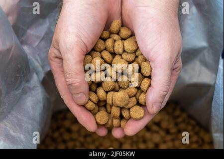 Pellets aus Hundefutter verschüttet aus den Händen der Männer. Die Hände eines Mannes mittleren Alters halten braune runde Pellets in Handvoll. Das Essen fällt in einen offenen Beutel. B Stockfoto