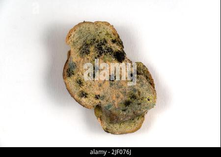 Das schimmelige Brot liegt dem neutralen Hintergrund gegenüber. Zwei Scheiben Weizenbrot mit Pilzschimmel bedeckt. Das Essen war verdorben. Selektiver Fokus. Stockfoto