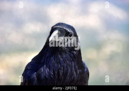 Porträt eines neugierigen Raben. Stockfoto