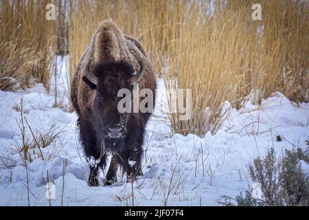 Ein Büffel beim Wandern im Schnee, Yellowstone National Park. Stockfoto