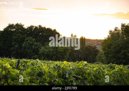 Weinberg in der Nähe von Demir Kapija, Nord-Mazedonien Stockfoto