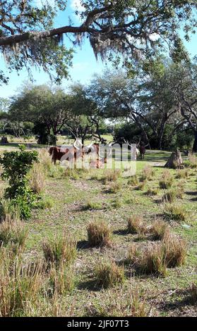 Eine Herde von Ankole-Watusi-Rindern, die auf einem Feld grasen Stockfoto