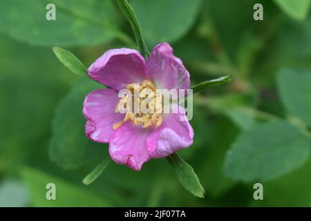 Eine Nahaufnahme einer wildrosen, rosafarbenen Wildrose Stockfoto