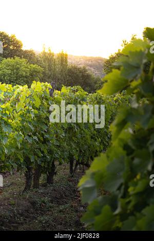 Weinberg in der Nähe von Demir Kapija, Nord-Mazedonien Stockfoto