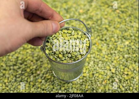 Zerteilte Erbsen in einem Metalleimer trocknen. Die Hand eines Mannes hält einen kleinen Eimer voller grüner, ungekochte Bohnen am Griff. Blick von oben in einem Winkel. Selektiv Stockfoto