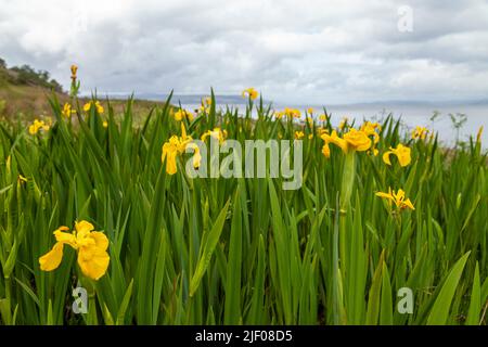 iris pseudacorus gelbe Iris wächst auf der Isle of Arran, Schottland Stockfoto