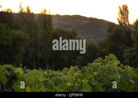 Weinberg in der Nähe von Demir Kapija, Nord-Mazedonien Stockfoto