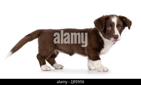 Süßes Braun mit weißem Welsh Corgi Cardigan Hundewelpen, Seitenwege stehen. Ich schaue in die Kamera. Isoliert auf weißem Hintergrund. Stockfoto