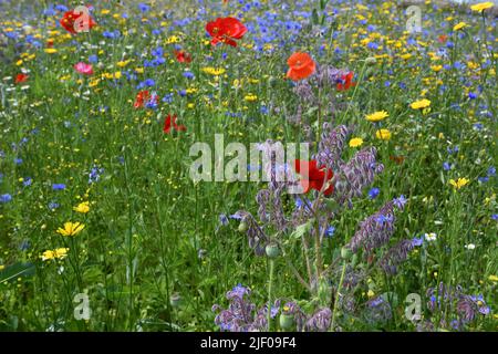 Wildblumenwiese Stockfoto