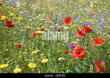 Wildblumenwiese Stockfoto
