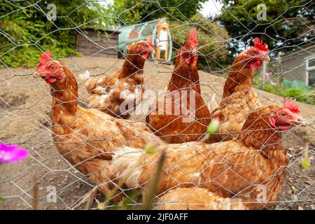 Eine Gruppe von Hühnern, die draußen hinter einem Drahtzaun stehen Stockfoto