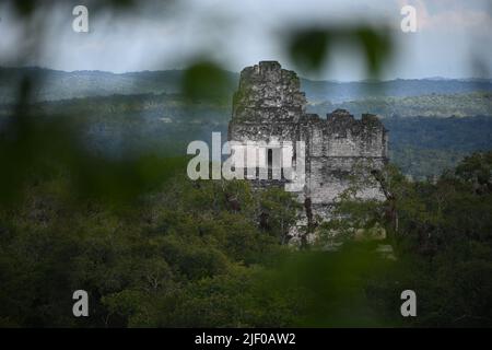 Eine schöne Aufnahme des Großen Jaguar Tikal in Guatemala Stockfoto