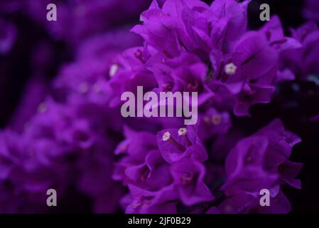 Bougainvillea Blumen auf schwarzem Hintergrund, meist verschwommenes Foto Stockfoto