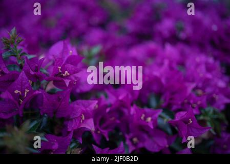 Bougainvillea Blumen, meist verschwommenes Foto mit einigen Blättern im Vordergrund Stockfoto