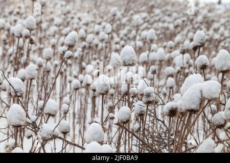 Teelöffel bedeckt mit Schnee an der Küste von Fife, Schottland. Stockfoto