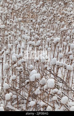 Teelöffel bedeckt mit Schnee an der Küste von Fife, Schottland. Stockfoto