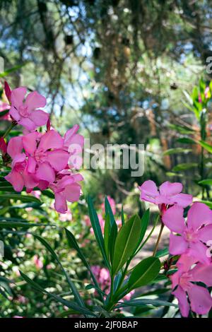 Rosa nerium Oleander im Wald Stockfoto