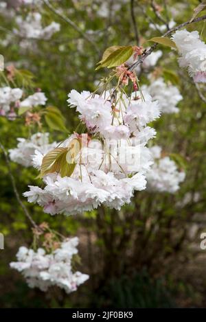 Japanische blühende Kirsche, Prunus Shogetsu, auch bekannt als Prunus Shimidsu, The Blushing Bride Stockfoto