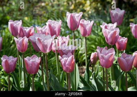 Tulipa „Herrin Mystic“ Stockfoto