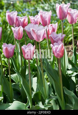Tulipa „Herrin Mystic“ Stockfoto