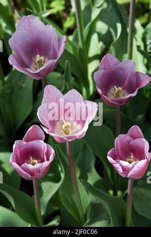 Tulipa „Herrin Mystic“ Stockfoto