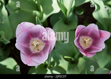 Tulipa „Herrin Mystic“ Stockfoto