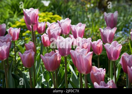 Tulipa „Herrin Mystic“ Stockfoto