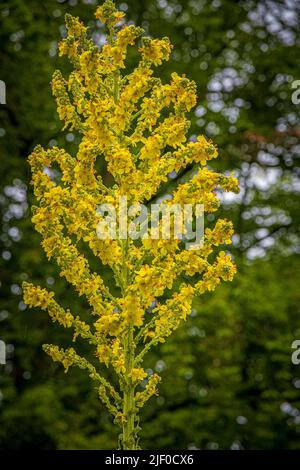 Vertikale Aufnahme der verbascum speciosum blühenden Pflanze aus der Familie der Figwürze, die unter dem gemeinsamen Namen Ungarische Königskerze oder auffällige Königskerze bekannt ist. Stockfoto