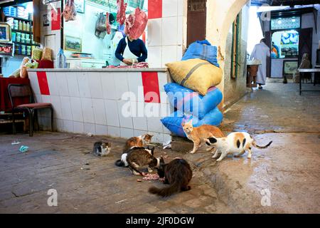 Marokko Fez. Streunende Katzen im alten Souk in der Medina Stockfoto