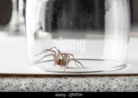 Eine britische Hausspinne, die unter einem Glas gefangen ist Stockfoto