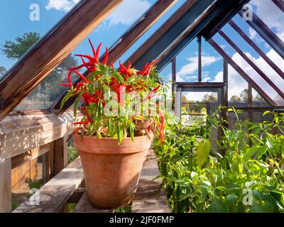 Chili Dawn in Terracotta-Topf, sonnenbeleuchtet in traditionellem Holzgewächshaus, heiße Chili-Sorte. Blick auf die Landschaft mit Sonne und blauem Himmel. Küchengarten Großbritannien Stockfoto