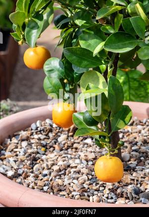 CITRUS X MICROCARPA „CALAMONDIN“ Stockfoto