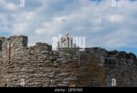 Die Möwe steht auf den massiven Steinmauern, die das historische Conwy-Schloss in Nordwales umgeben Stockfoto